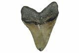 Serrated, Fossil Megalodon Tooth - North Carolina #345676-1